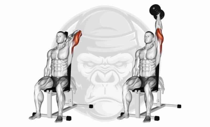 Meilleurs exercices pour le triceps avec tête médiane - Extension du triceps avec haltères au dessus de la tête