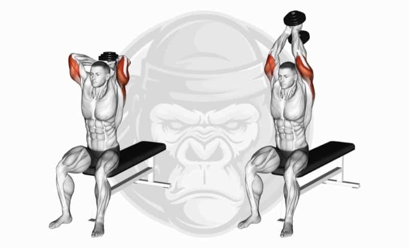 Meilleurs exercices pour triceps avec tête longue - Extension de la tête avec haltères assis