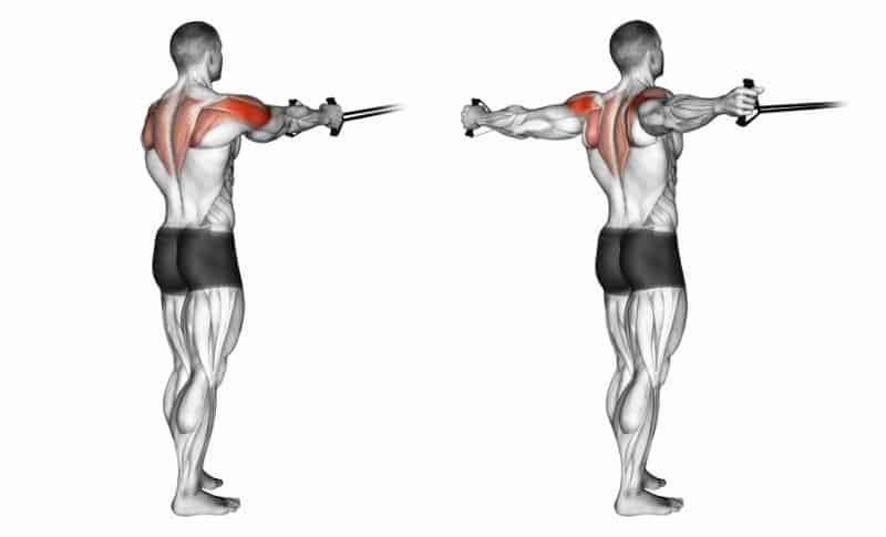 Meilleurs exercices pour les omoplates - Flyes inversés avec bandes