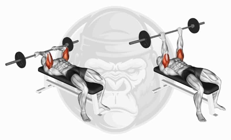 Meilleurs exercices pour les triceps - Skull Crushers