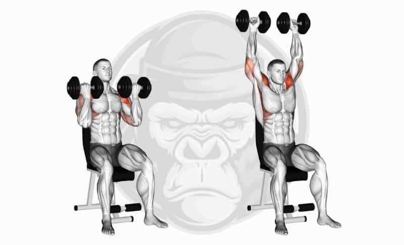 Meilleurs exercices pour les épaules - Arnold Press