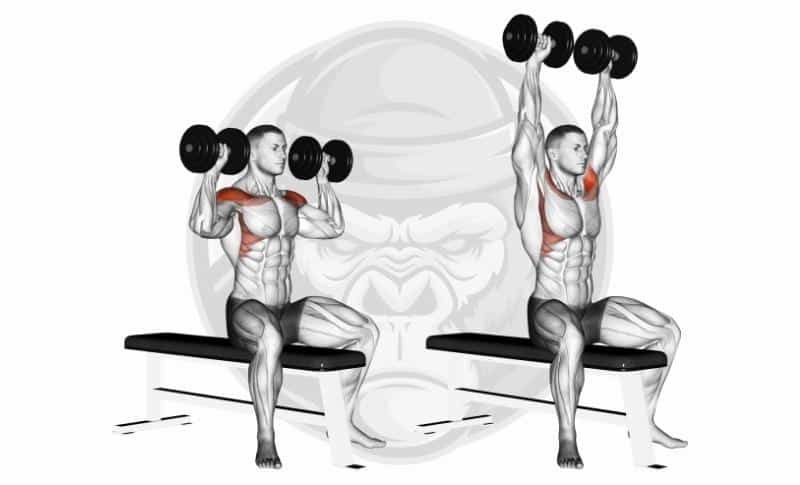 Meilleurs exercices pour les épaules - Développé épaules avec haltères en position assise