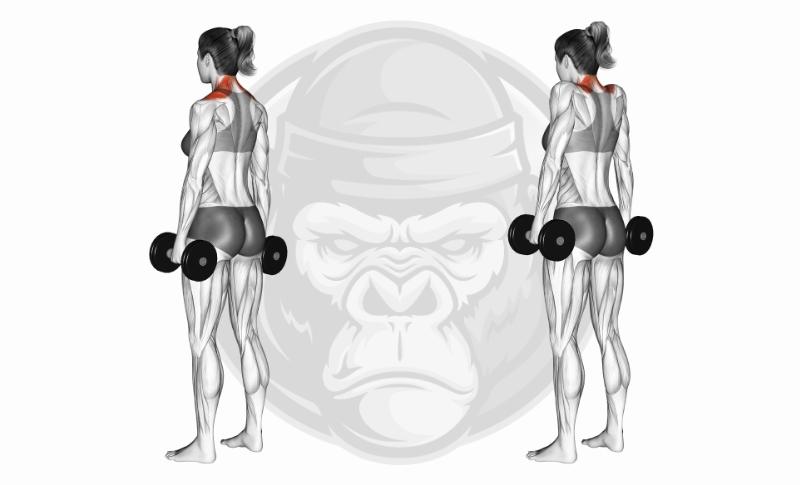 Meilleurs exercices pour les épaules - Dumbbell Shrugs