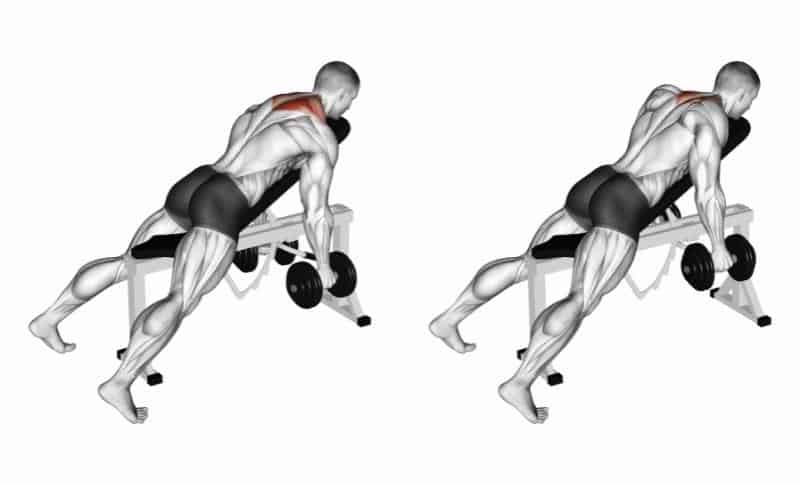 Les meilleurs exercices pour les trapèzes - Flexion des épaules avec haltères inclinés