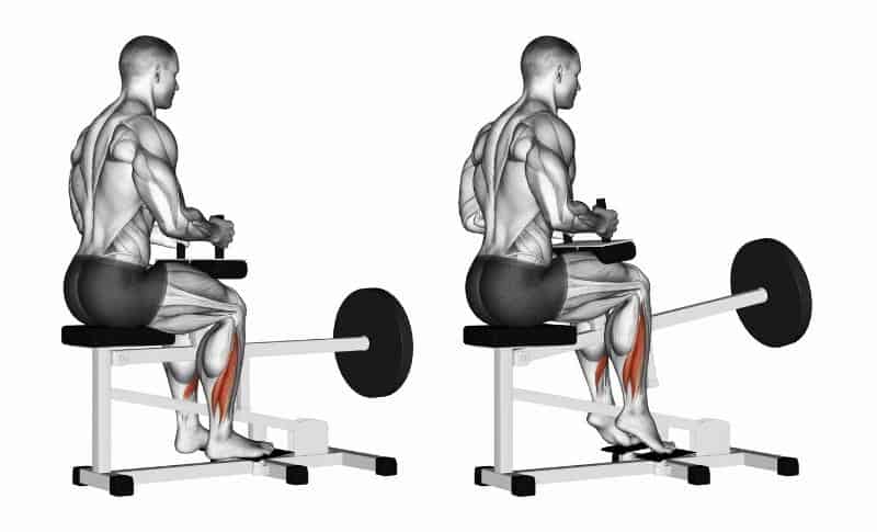 Meilleurs exercices pour les mollets - Relevés de mollets assis