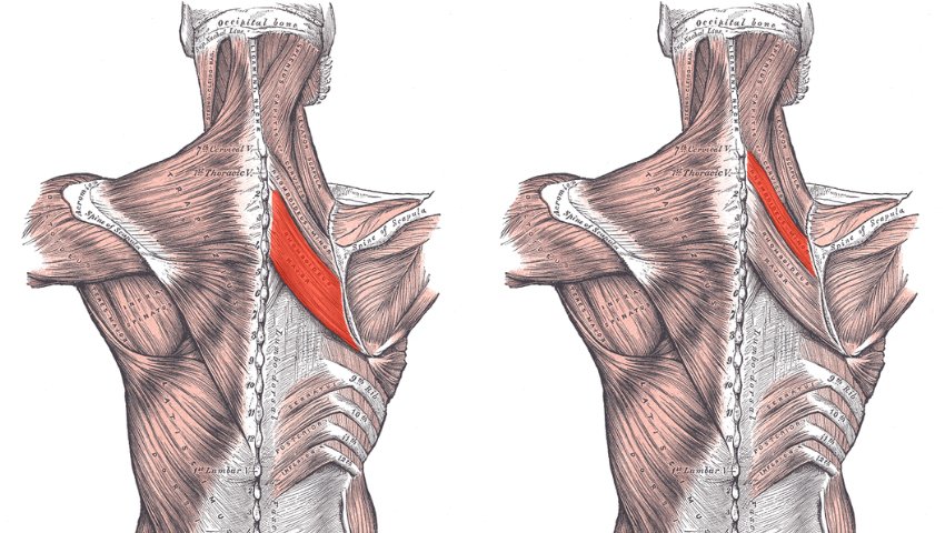Anatomie des rhomboïdes - Quels sont les muscles rhomboïdes ?