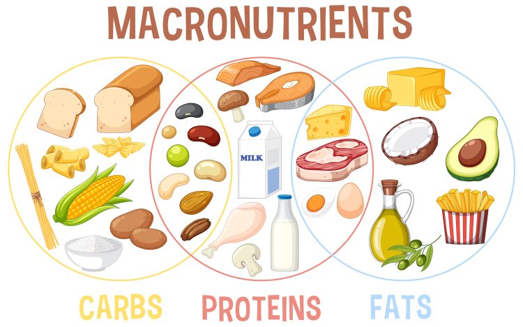 Macronutriments alimentaires